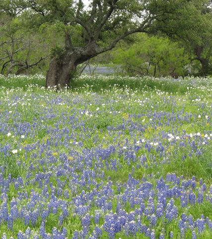 Live Oak and Bluebonnets on Willow Loop north of Fredericksburg, Texas