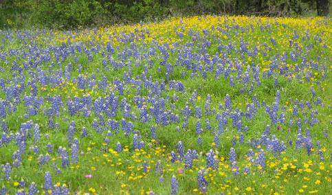 Texas wildflowers on Willow Loop