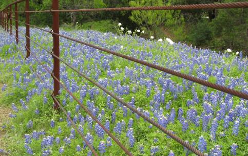 Bluebonnets and an awesome fence along Willow Loop