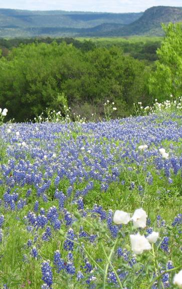 Texas Hill Country bluebonnets