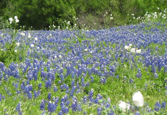Bluebonnets & White Prickly Poppy in Texas Hill Country north of Fredericksburg