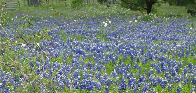 Bluebonnets and a spattering of White Prickly Poppy deep in the Texas Hill Country north of Fredericksburg