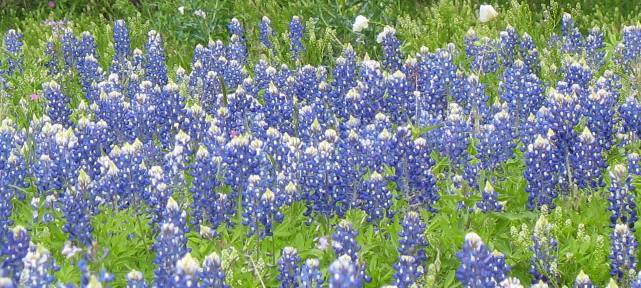 Texas Hill Country Bluebonnets along Willow Loop