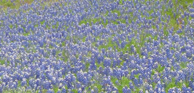 Texas Hill Country Bluebonnets north of Fredericksburg, Texas on the Willow Loop Scenic Drive