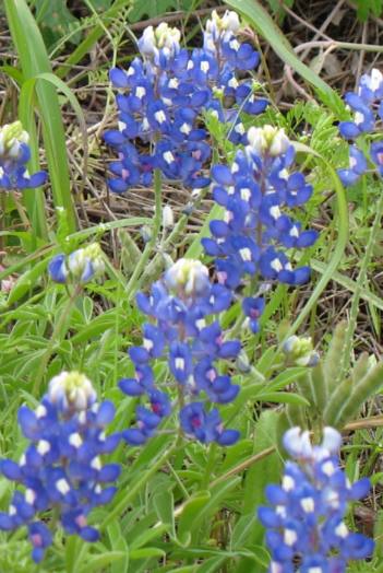 Texas Bluebonnets in the Hill Country north of Fredericksburg