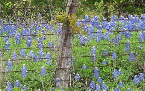 Bluebonnets and barbed wire