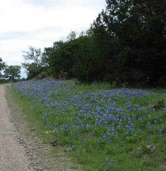 Bluebonnets