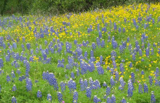 Wildflowers along Willow Loop Scenic Drive in the Texas Hill Country