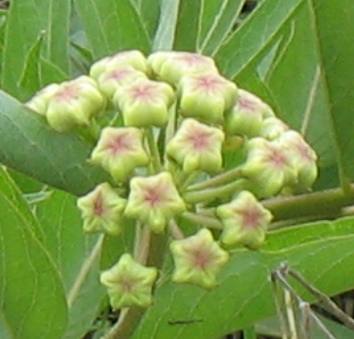Green-flowered milkweed in the Texas Hill Country north of Fredericksburg