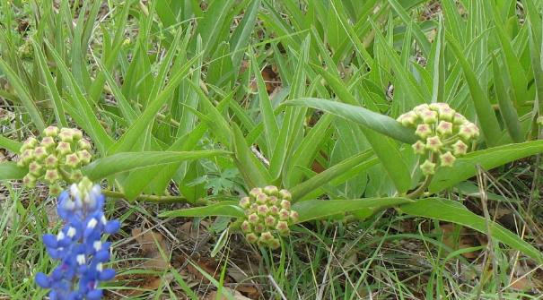 Green-flowered milkweed in the Texas Hill Country north of Fredericksburg