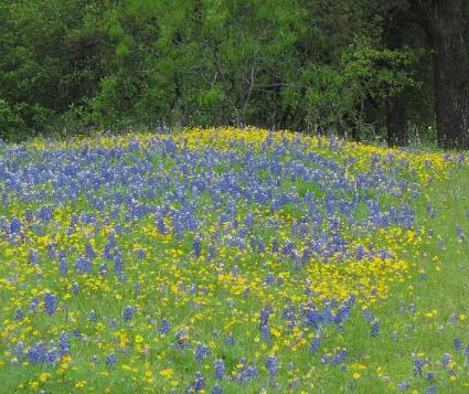 Willow Loop Scenic Drive wildflower display typical of the Texas Hill Country