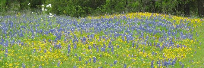 Wildflowers along Willow Loop in Texas Hill Country near Fredericksburg