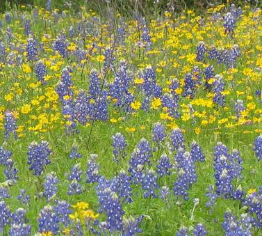 Bluebonnets & other wildflowers along Willow Loop Scenic Drive north of Fredericksburg