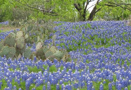 Bluebonnets & cactus, how Texas --- Hill Country of Texas that is