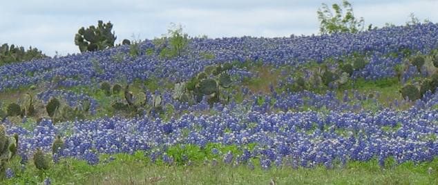 Bluebonnets & cactus in the Texas Hill Country