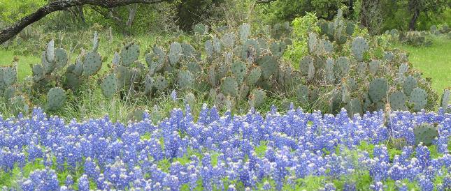 Bluebonnets & cactus in the Texas Hill Country north of Fredericksburg