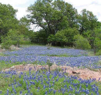 Bluebonnets and live oak trees in the Texas Hill Country around Fredericksburg