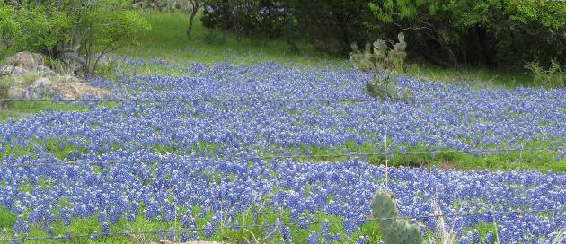 Texas Hill Country bluebonnets around Fredericksburg