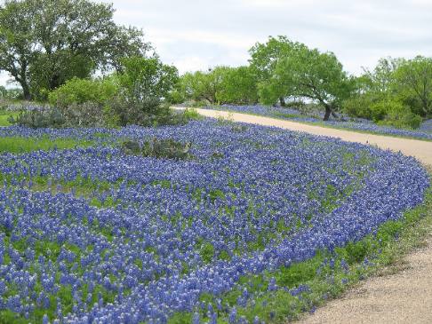 Texas Hill Country bluebonnets north of Fredericksburg