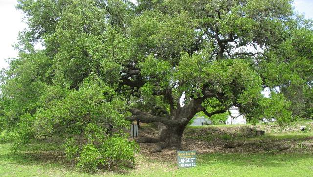 Byars' Live Oak....... Champion Tree (Largest in Blanco County)