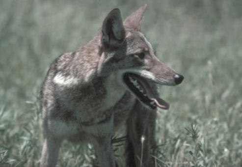 Coyote like this one are a nuisance and shot on sight in Texas