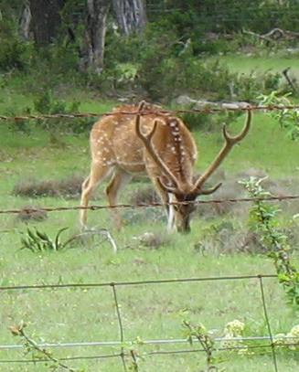 Awesome Axis deer just part of the wildlife in the Texas Hill Country