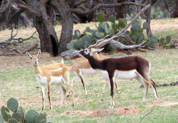 Blackbuck just part of the awesome wildlife in the Texas Hill Country