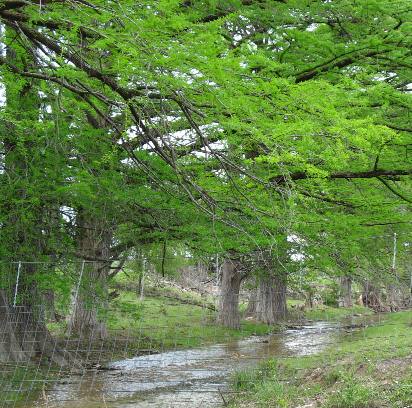 Cypress trees lining creek in Sisterdale, Texas