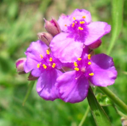 Unidentified Texas Wildflower in Blanco State Park Blanco, Texas