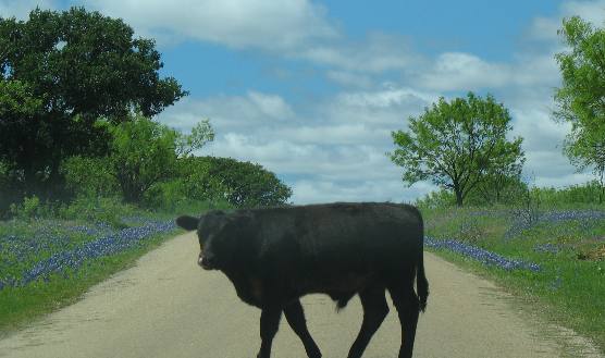 Loose Livestock - Common in the Texas Hill Country