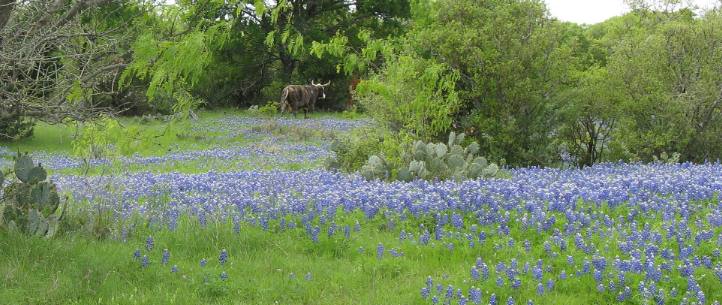 Loose Livestock - Common in the Texas Hill Country