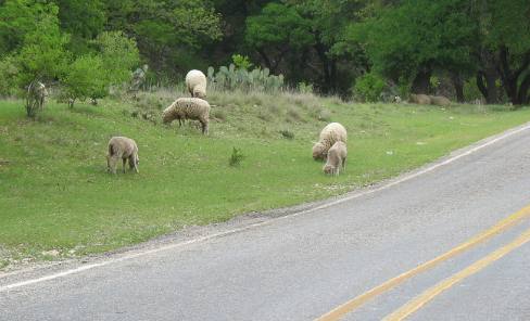 Loose Livestock - common in the Texas Hill Country
