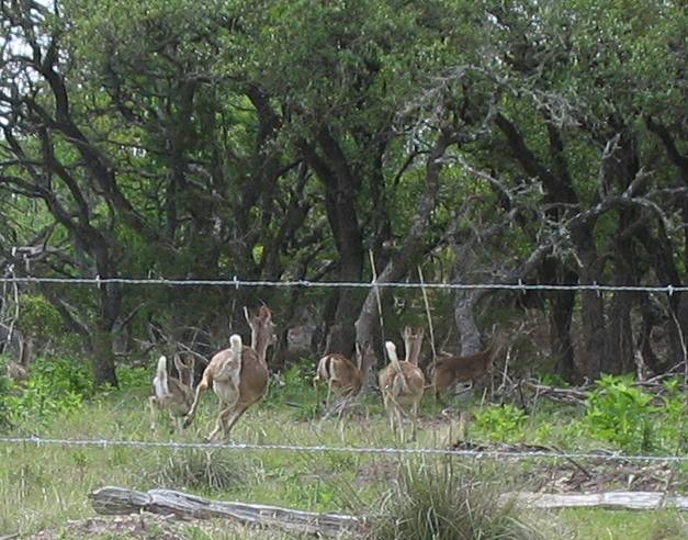 Hill Country Deer