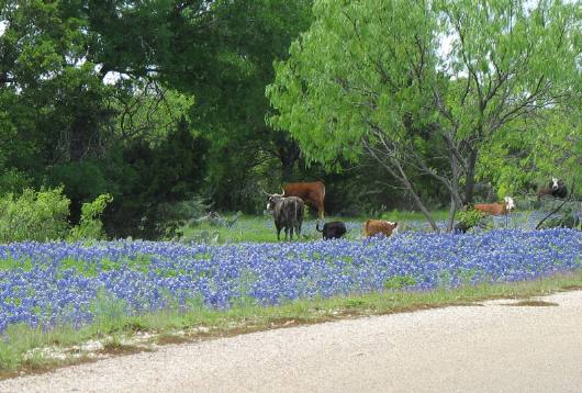 Bluebonnets & cows on Willow Loop north of Fredericksburg