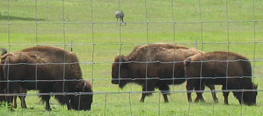 Emu & buffalo on Hill Country Ranch near Bandera