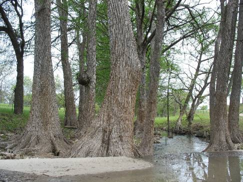 Cypress trees lining the Guadalupe River near Hunt, Texas