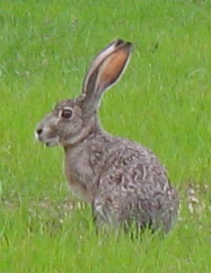 Rabbit in Kerrville Schreiner City Park in Kerrville, Texas