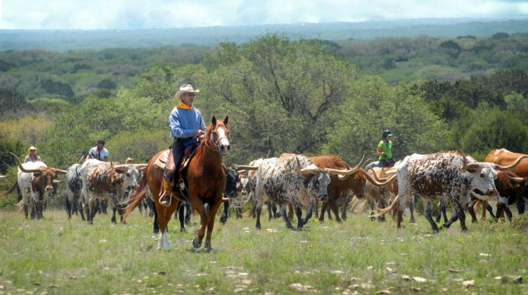 Herding longhorns on the Y.O. Ranch west of Kerrville