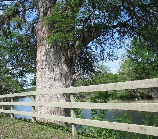 Large Cypress Tree on the Guadalupe River west of Hunt, Texas