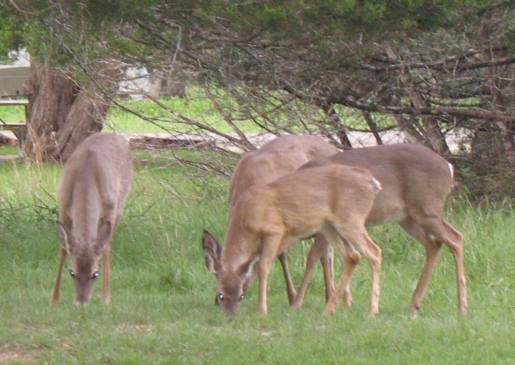 Deer in Kerrville Schreiner City Park in Kerrville, Texas