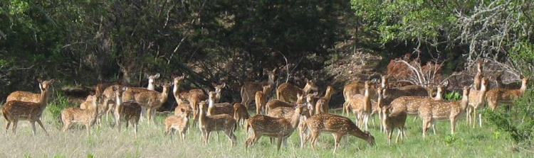 Axis Deer in Texas Hill Country between Bandera and Tarpley