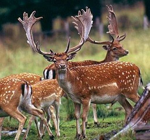 Impressive racks on these fallow deer bucks in the Texas Hill Country