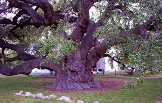 Texas Champion Escarpment Live Oak in Rio Frio, Texas