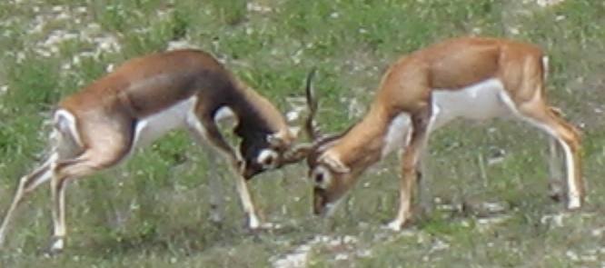 Male black buck antelope fighting over a female on a game ranch near Bandera, Texas