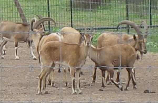 These Audad were being bred for wild game ranches by a small property owner