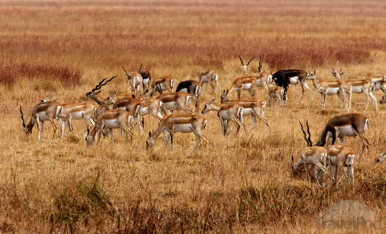 Herd of black buck antelope