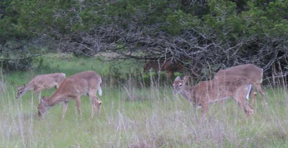 Whitetail deer in Texas Hill Country around Vanderpool