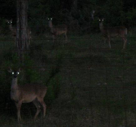 Deer in the headlights east of Tarpley