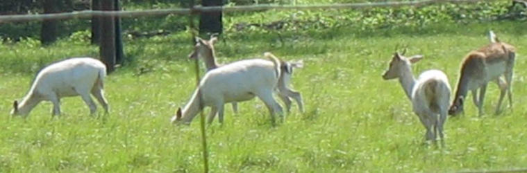 Fallow Deer in Texas Hill Country near Vanderpool