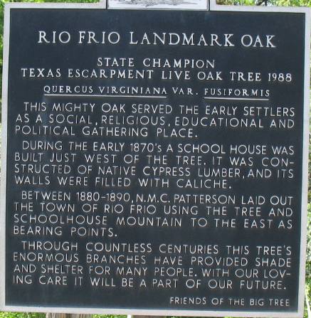 Texas Champion escarpment Live Oak in Rio Frio, Texas